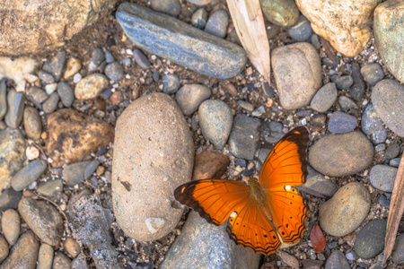 岩石上的一只橙色蝴蝶