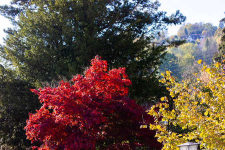 五颜六色的植物在秋天阳光明媚的下午在德国南部的农村