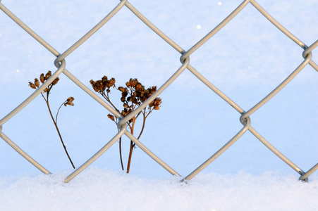 雪中链链栅栏旁的干植物图片