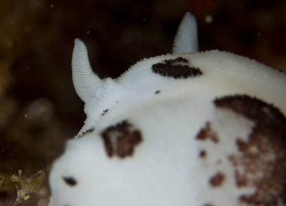 在它们的栖息地的 nudibranchs