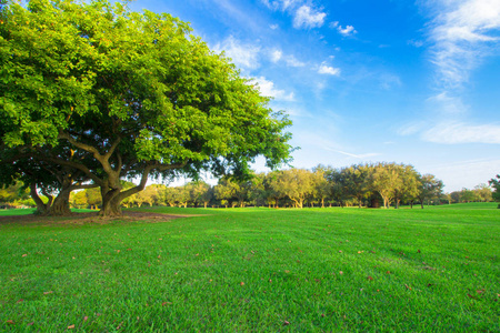 绿色的夏天风景背景照片