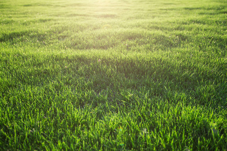 绿色的草坪纹理背景图片-绿色的草坪纹理背景素材-绿色的草坪纹理背景