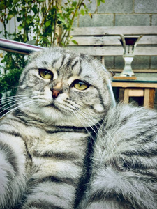 大灰色苏格兰折叠猫。家庭宠物概念