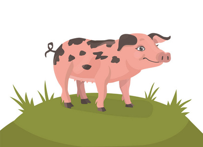 矢量隔离农场动物在卡通风格为您的设计照片