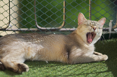 目瞪口呆的猫, Burmilla 猫的肖像