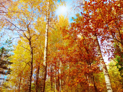 秋天森林风景在一个阳光明媚的天与叶子背景