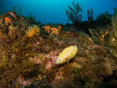 在它们的栖息地的 nudibranchs