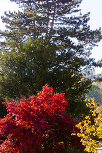 五颜六色的植物在秋天阳光明媚的下午在德国南部的农村
