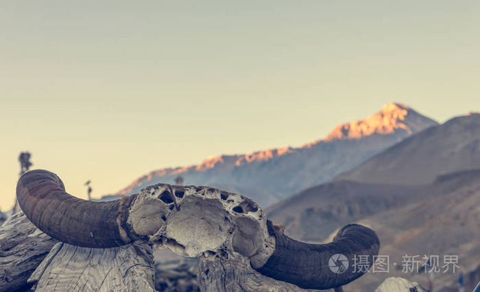 在入口处对野马地区牦牛头骨