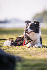 边境牧羊犬在草地上