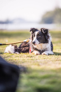 边境牧羊犬在草地上