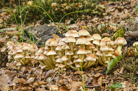 秋季在花园中覆盖着褐色落叶的土壤上生长的大群小浅褐色蘑菇