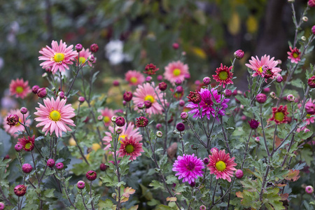 许多菊花图片