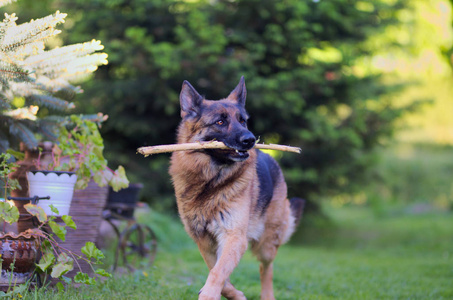 运行美丽的年轻棕色德国牧羊犬关闭。阿尔萨斯狼狗或德国牧羊犬的绿色草地背景