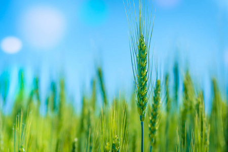 相片绿色麦子领域。粮食作物的栽培