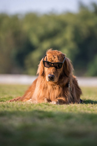 金毛寻回犬戴墨镜