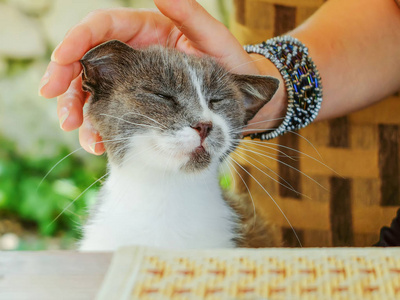 灰色和白色的流浪猫要求食物和注意