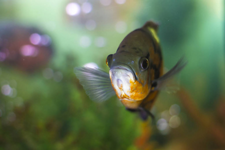 水族馆的鱼照片