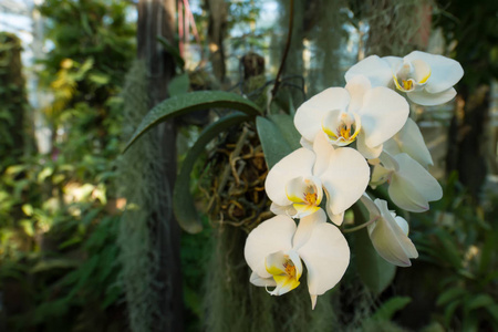 热带森林中美丽的白色兰花分支