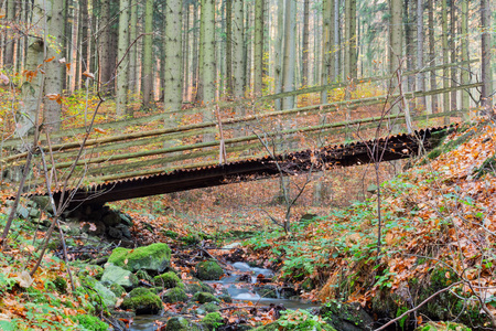 在森林里木大桥