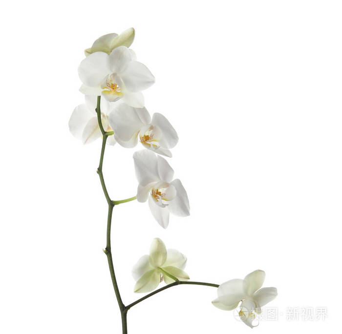 枝与美丽的兰花花在白色背景.热带植物