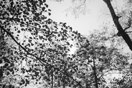 秋天树分支剪影在天空背景黑色和白色