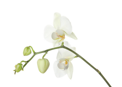 枝与美丽的兰花花在白色背景。热带植物