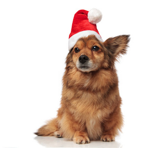 可爱的棕色梅蒂斯狗与圣诞老人帽看一边, 而躺在白色的背景