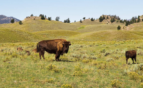 在大草原上的几个北美野牛。黄石国家 park,Wy.Usa