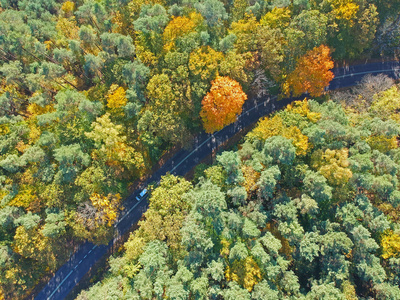 秋季混交林弯曲隐蔽沥青路面鸟图