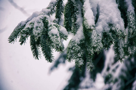 冷杉分枝在雪圣诞节假日背景