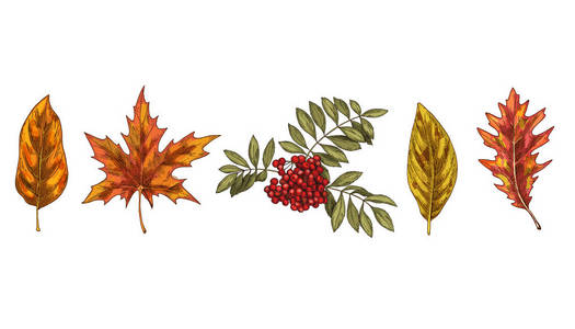 一组五颜六色的秋叶查出的白色背景。详细的手绘向量例证
