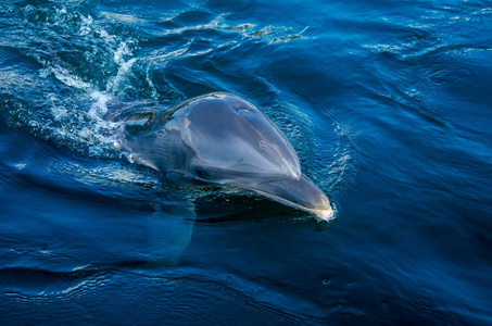 在海上关闭一只海豚 吐鲁布树干
