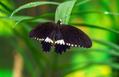 常见的摩门蝴蝶乳头状多翅目