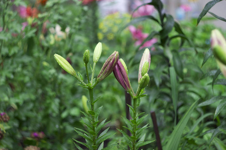 白色粉红色百合的芽与雨后的下落, 夏天花背景