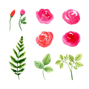 手绘水彩画玫瑰花和叶子集合