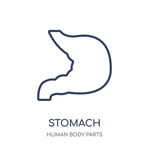 胃图标。人体零件系列中的胃线性符号设计