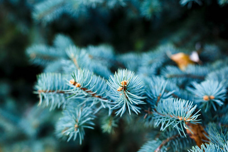 特写的蓝色冷杉树枝。自然冬天背景