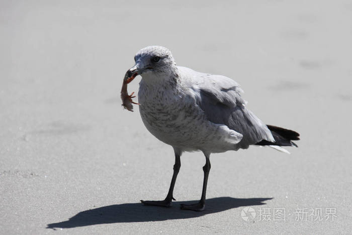 佛罗里达大西洋沿岸的海鸥