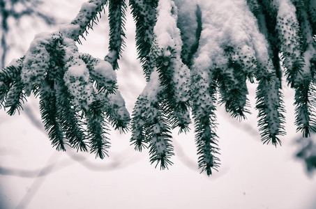 冷杉分枝在雪圣诞节假日背景