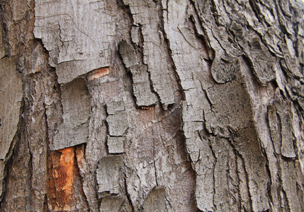 树树皮纹理图片