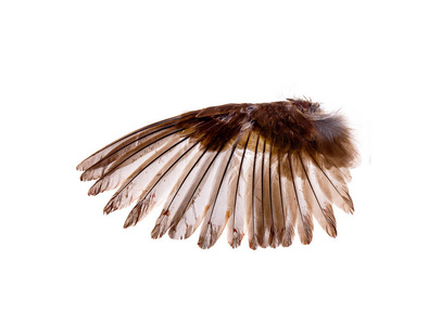 天使的翅膀背景素材图片 天使的翅膀背景图片素材下载 摄图新视界