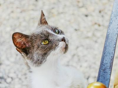 一只灰色和白色流浪猫的肖像, 要求食物和注意力