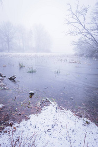 在雾蒙蒙的早晨, 几乎没有树木的冰封池塘