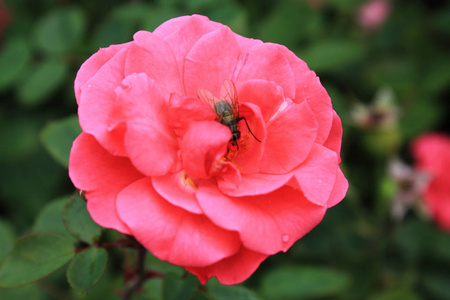 玫瑰花园中的粉红色玫瑰花。花背景与玫瑰花, 特写镜头看法