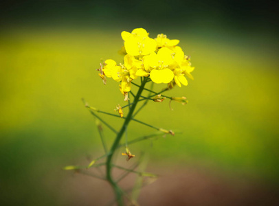 芥菜花的特写