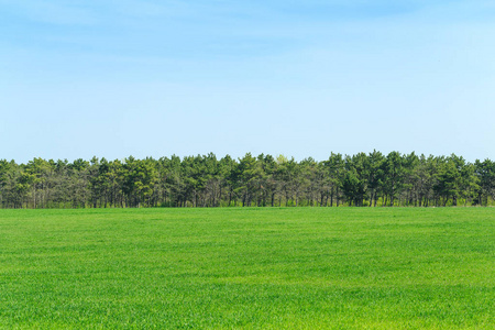 美丽的绿色领域与蓝天在白天照片