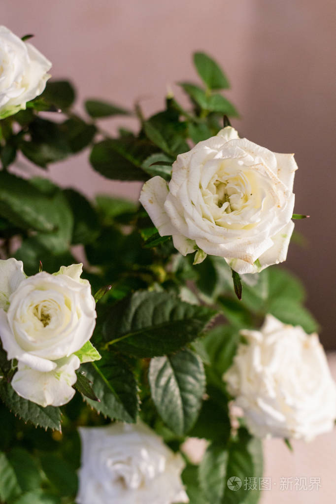 布什白玫瑰白玫瑰