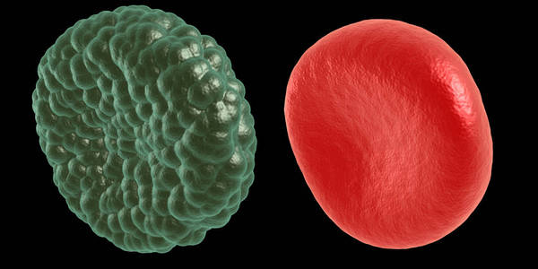 绿色的疾病和血红细胞