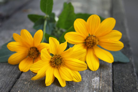 美丽细腻的黄色芬芳新鲜三朵花躺在桌子上
